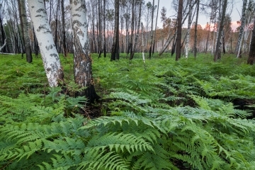 Birch forest, Russia (Irkutsk)