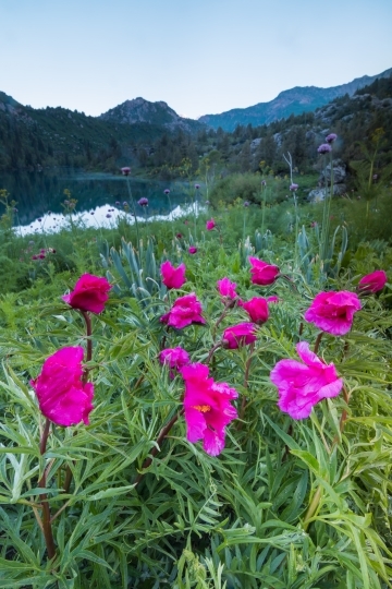 Blühende Rosen im Naturschutzreservat Sary-Tschelek