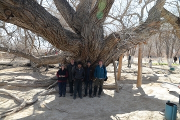 Eine der ältesten Weiden Kasachstans mit 4 m Stammdurchmesser. Altyn-Emel-Nationalpark