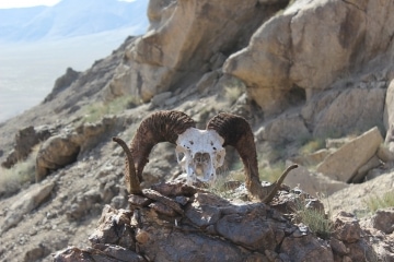 KAS-Zoologie-Fund eines Schädels des seltenen Sewertzow-Aralis im Altyn-Emel-Nationalpark-F. Walther-IMG_7464